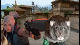 Rat Tactics Can't Be Stopped