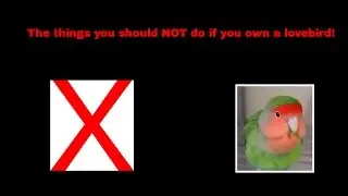 The things you should NOT do if you own a lovebird!