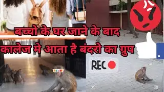 कालेज मे बन्दरो का ग्रुप घुम रहा है college monkey  video. #college #monkey #animal #viralvideo