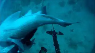 Opportunistic nurse shark