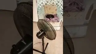 Соня прохлаждается