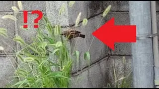 何これ？すずめが、猫じゃらしで遊ぶ・・・！？