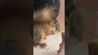 Жадная белка )