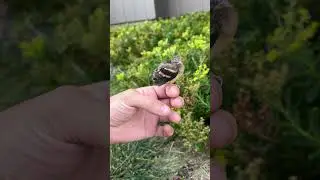 Little #bird just wants to chill 🐥🧘🏼‍♂️