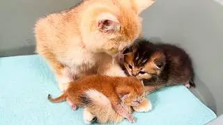 The mother cat hugs the only surviving kitten tightly, but cannot feed him. Subtitles!