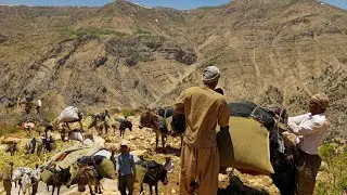 Nomadic life: collecting grass for sheep on difficult mountain roads⛰️ | Nomadic lifestyle of Iran 🌄