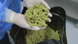 Opulence Pharmaceuticals: Leading the Way in Accredited Cannabis Distribution