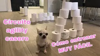 Cómo entrenar a un perro en un circuito de agility casero