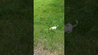 Маленький щенок на приррде