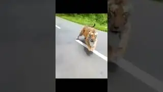 Встреча с Тигром  Беги Форест ))) Что делать привстречи с Тигром 