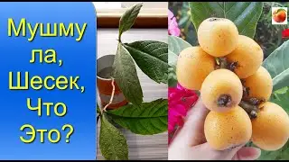 Мушмула Шесек Что это за фрукт Выращивание