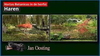 Chinese herfst in de Hortus Haren