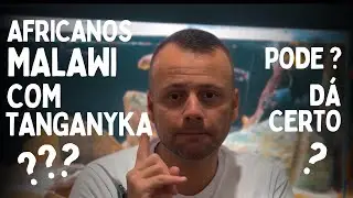 POSSO MISTURAR CICLÍDEOS AFRICANOS DE LAGOS DIFERENTES ??? (Te explico o porquê)