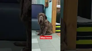 Мастино наполитано или неаполитанский мастиф. 