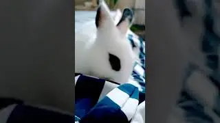 Миссия6 получить завтрак 😁