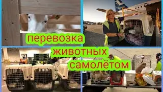 Доставка животных самолётом-  дорого, но если очень хочется то можно