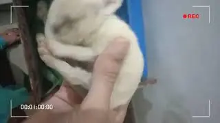 Day 8 Rabbit kits