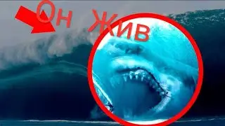 Мегаладон Жив его обнаружили в...