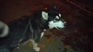 Alaskan Malamute howling to the ambulance and then the police car