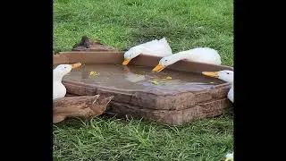 It's Bath Time!