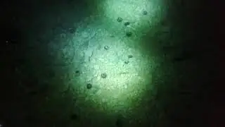 Рыбалка на осминога. Морская рыбалка. Осьминог в Греции. осминоги как поймать