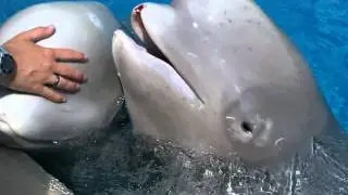 Injured Beluga Whale