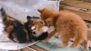 Kucing Lucu yang Suka Usil | cute cat who likes to be nosy
