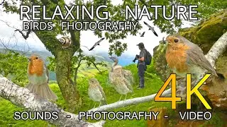 🐦FOTOGRAFIANDO AVES, por un viejo PINAR DE MONTAÑA.
