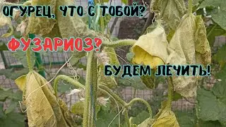 Увядание кустов огурца, фузариозное увядание? Попытка вылечить завявшие кусты огурца. #сад #огурцы