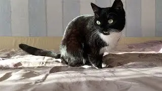 Как убрать кошачью шерсть с постельного белья