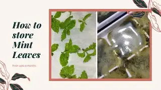 How to store Mint leaf for long time use