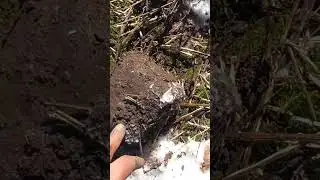Моменты с металлокопа #коп #приборныйпоиск #металлокоп #металлолом