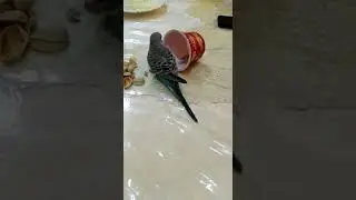 Попугай хозяйничает на столе