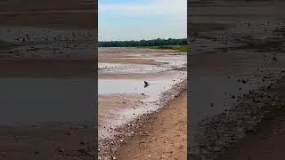 Балтийский голуби