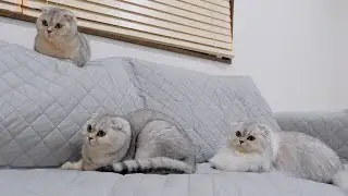 Among these three, there is one cat that turns off the lights in the room when he gets sleepy!