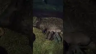 Поросята новорожденные VID 20220419 191852