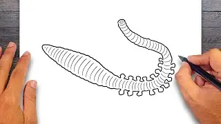 How to draw Bristle Worm - Annelids Drawing