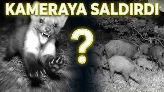 Canlı yayın kameramıza saldıran sansar ve kalabalık domuz sürüsü..