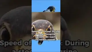 Peregrine Falcon: The World's Fastest Animal in Flight
