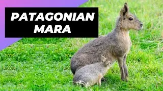 Patagonian Mara 🐇 One Unique Animal You Have Never Seen 