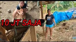 ADA PEDETAN SEHARGA 10 JT SAJA LO DI KANDANG MBK INCES ,,,, (SIMENTAL)