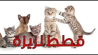 اجمل 10 انواع قطط