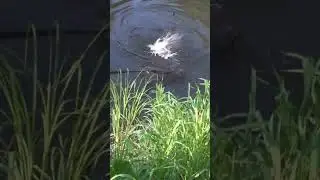 😁Чуть не выпрыгнул из подсачника. ЛЕЩ на фидер под вечер.  