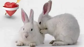 КАК СПАРИВАЮТСЯ КРОЛИКИ. HOW RABBITS MATE. 