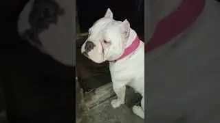 american bully