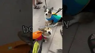 Corgis go kayaking (part 1)