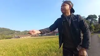wadodor ngajaran mulut langlayangan di sawah abah ntur 🤣