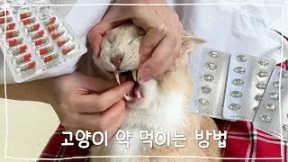 It's easiest for me to drug the cat
