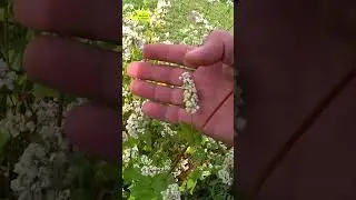 Как растет гречневая каша #деревня #огород