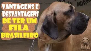 3 VANTAGENS E 3 DESVANTAGENS de ter um Fila brasileiro 